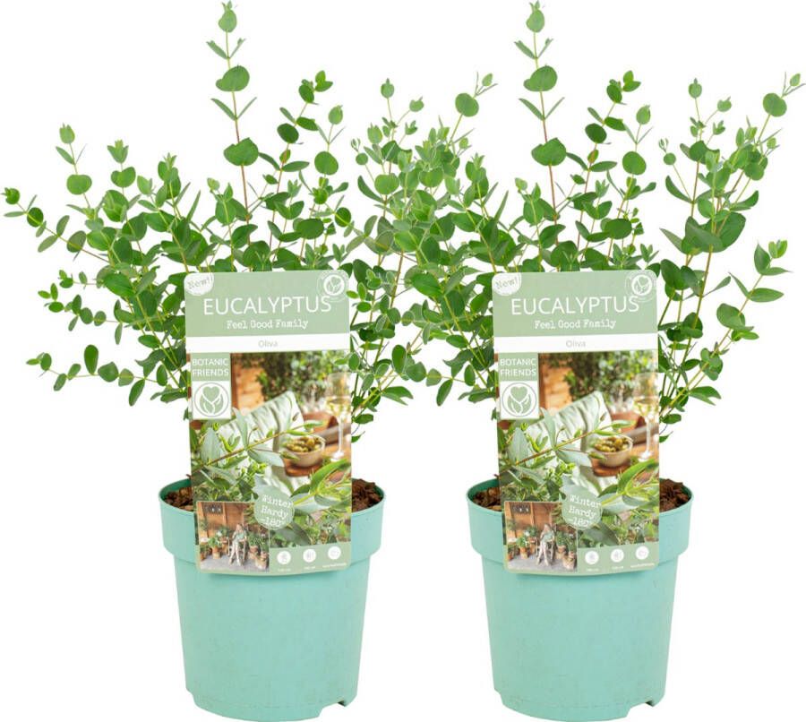 Plant In A Box Eucalyptus parvifolia 'Oliva' Set van 2 Eucalyptusstruik Tuinplant Pot 15cm Hoogte 35-45cm