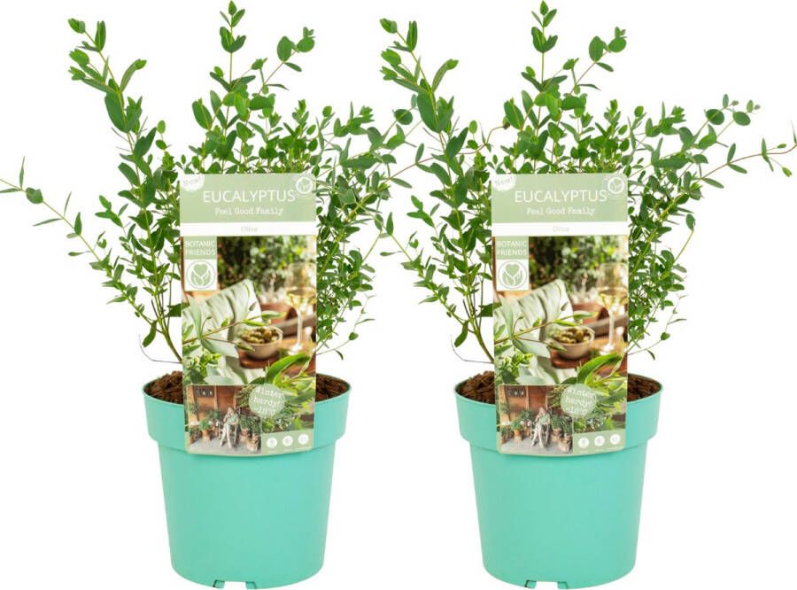 Plant In A Box Eucalyptus parvifolia 'Oliva' Set van 2 Eucalyptusstruik Tuinplant Pot 19cm Hoogte 40-50cm