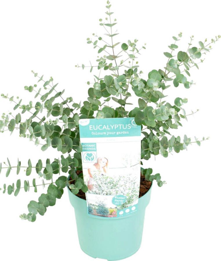 Plant In A Box Eucalyptus pulverulenta 'Baby Blue' Eucalyptusstruik Tuinplant Pot 19cm Hoogte 40-45cm