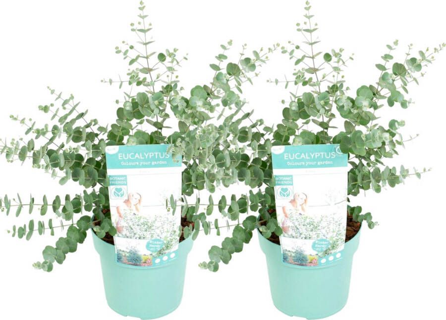 Plant In A Box Eucalyptus pulverulenta 'Baby Blue' Set van 2 Eucalyptus struik Tuinplant Pot 19cm Hoogte 40-45cm