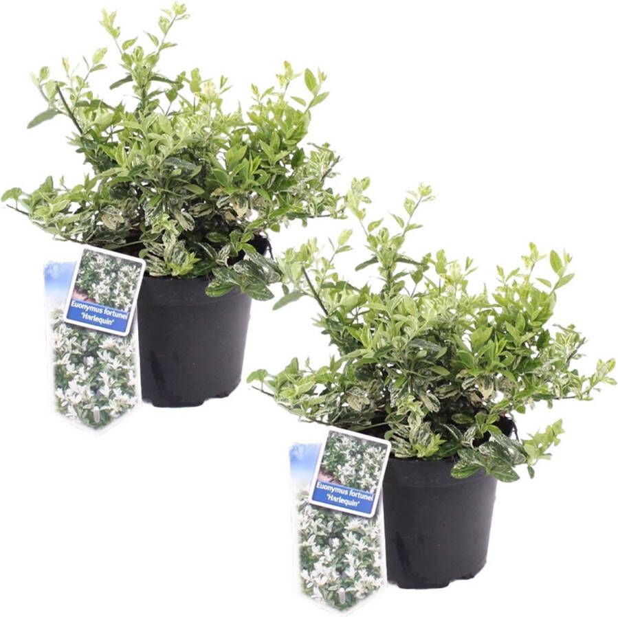 Plant In A Box Euonymus Harlequin Set van 2 Tuinplant met prachtig gekleurd blad Winterhard en groenblijvend Pot 17cm Hoogte 20-30cm