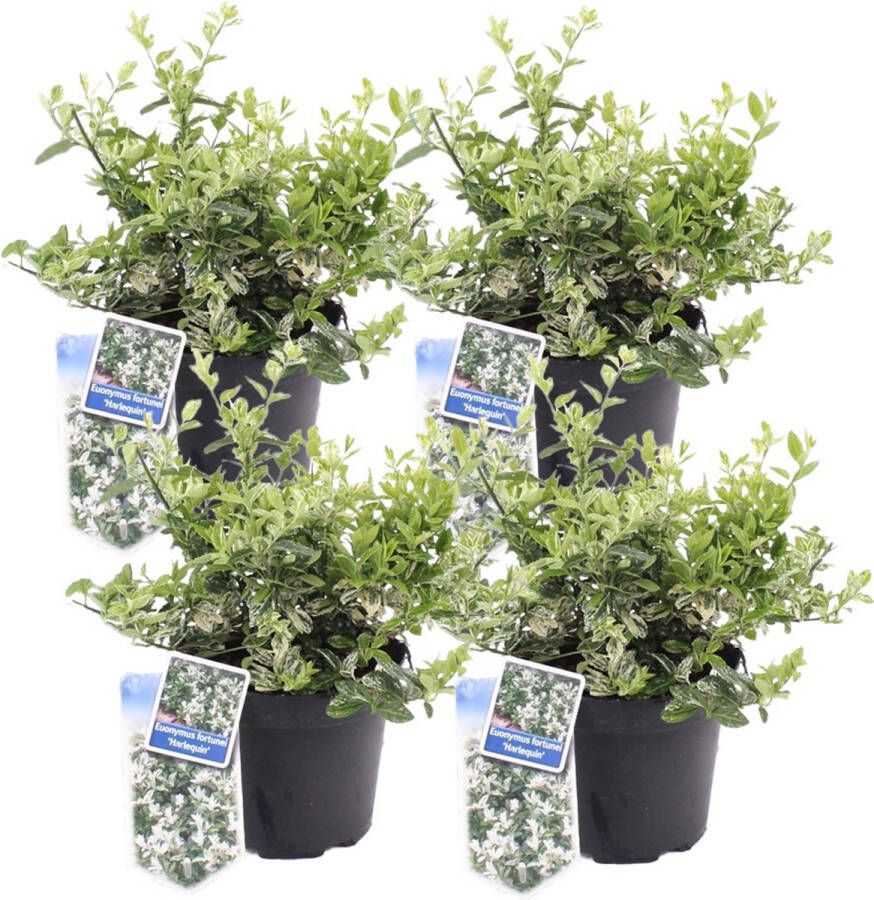 Plant In A Box Euonymus Harlequin Set van 4 Tuinplant met prachtig gekleurd blad Winterhard en groenblijvend Pot 17cm Hoogte 20-30cm