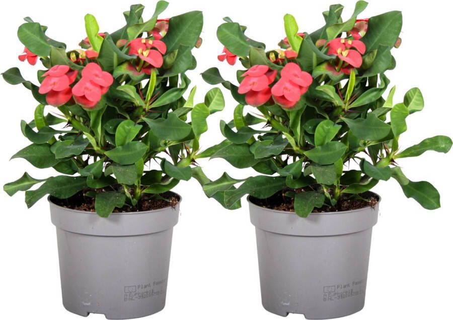 Plant In A Box Euphorbia Milii Christusdoorn set van 2 kamerplant vetplant ⌀ 13 cm hoogte 25-35 cm