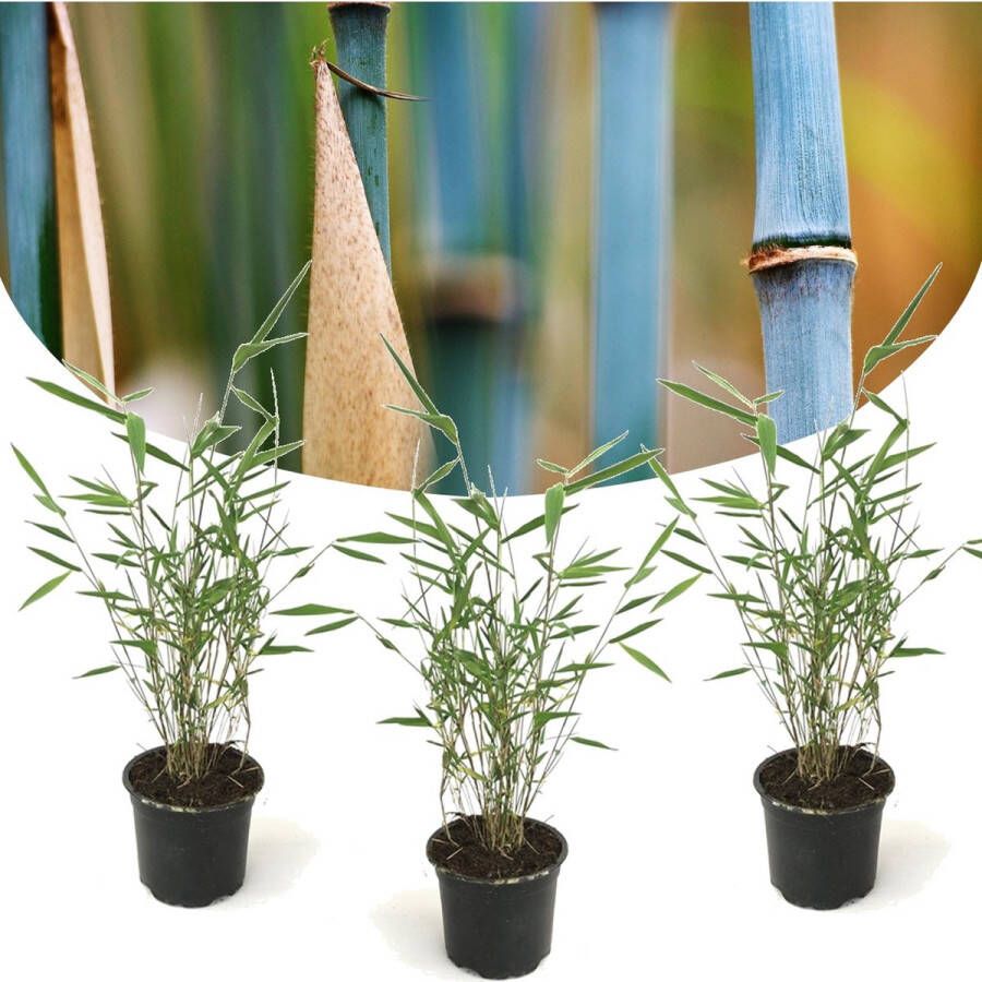 Plant In A Box Fargesia Grex Blauwe bamboe Set van 3 Niet-woekerende bamboe Winterhard Pot 13cm Hoogte 25-40cm