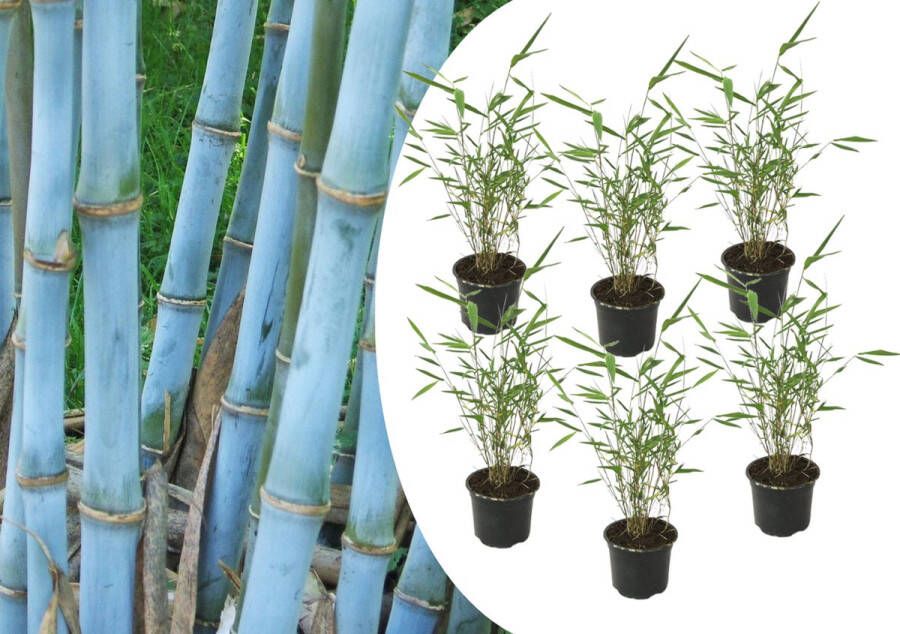 Plant In A Box Fargesia Grex Set van 6 blauwe bamboe Winterharde niet-invasieve bamboe Pot 13cm Hoogte 30-40cm