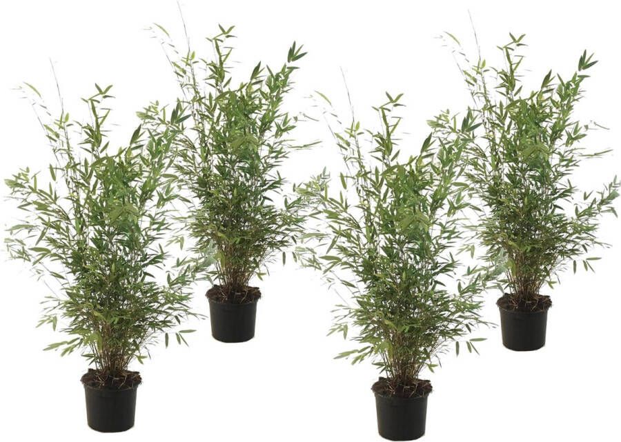 Plant In A Box Fargesia nitida 'Gansu' Set van 4 Wintergroene niet woekerende bamboe Pot 17cm Hoogte 50-70cm