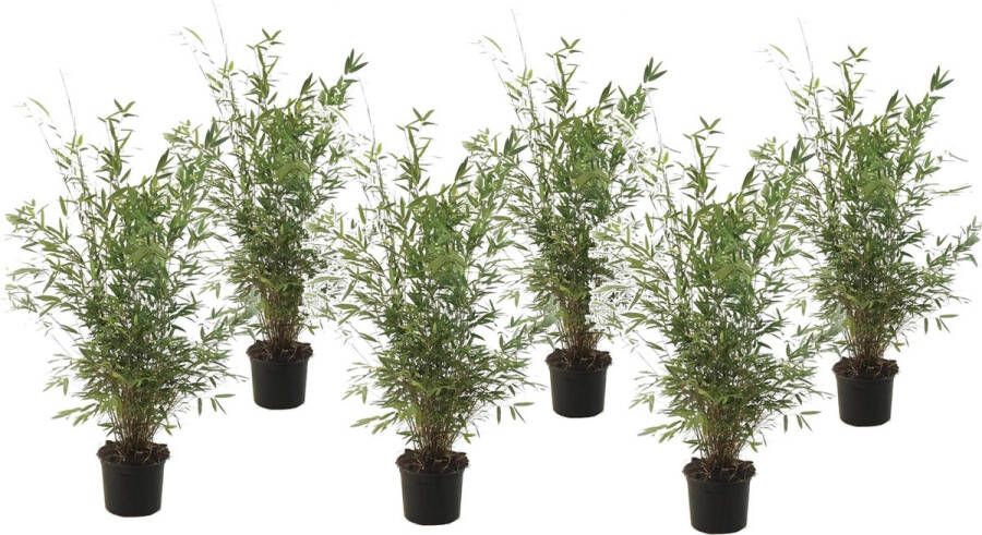 Plant In A Box Fargesia nitida 'Gansu' Set van 6 Wintergroene niet woekerende bamboe Pot 17cm Hoogte 50-70cm