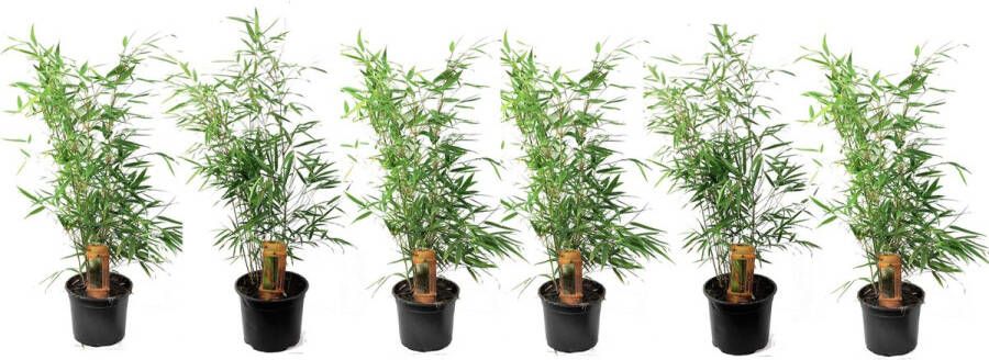 Plant In A Box Fargesia scabrida Asian Wonder Set van 6 Niet woekerende rode bamboe Pot 13cm Hoogte 25-40cm