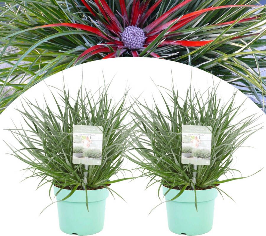 Plant In A Box Fascicularia Set van 2 Bijzondere plant Blauwgrijze bladeren Geschikt voor binnen en buiten Pot 13cm Hoogte 20-30cm