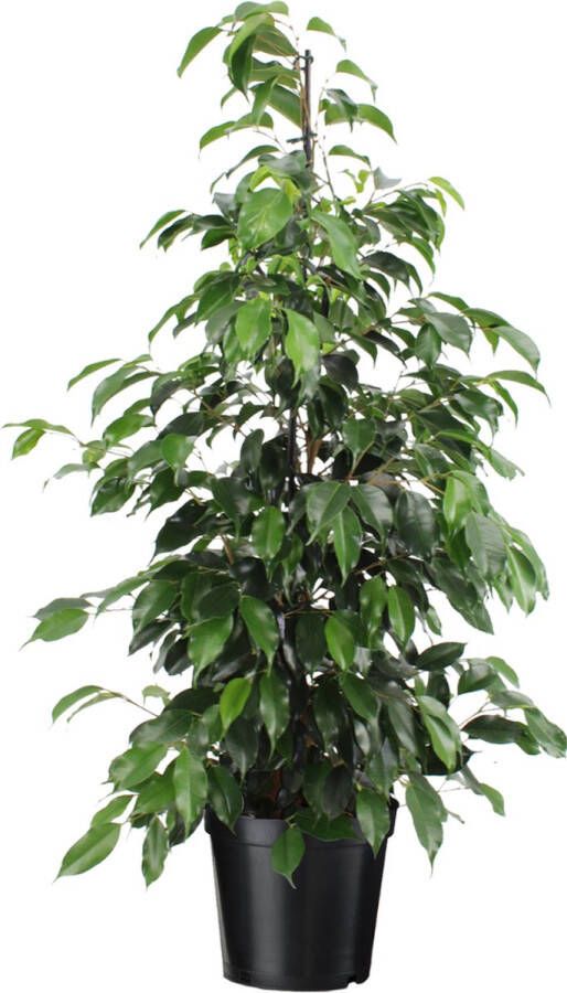 Plant In A Box Ficus benjamina Danielle Echte Kamerplant Groot Vioolplant Pot 21cm Hoogte 100-110cm