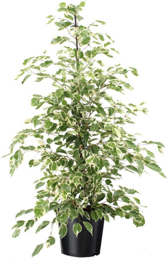 Plant In A Box Ficus Benjamina Twilight Echte Kamerplant Groot Pot 21cm Hoogte 100-110cm