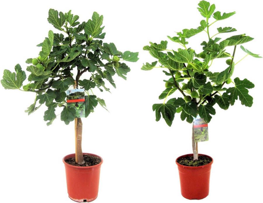 Plant in a Box Ficus Carica Set Van 2 Fruitbomen Pot 21cm Hoogte 70-90cm