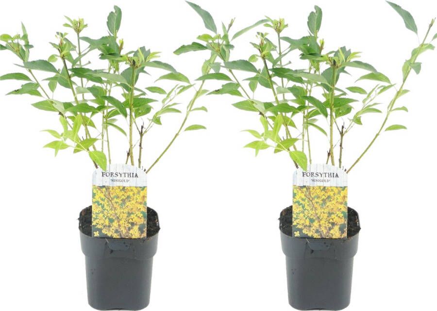 Plant In A Box Forsythia intermedia 'Minigold' Set van 2 Forsythia Chineesklokje Flojor Pot 17cm Hoogte 25-40cm