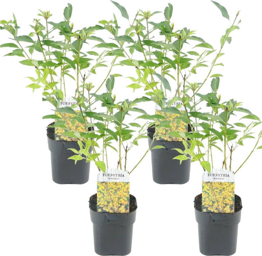 Plant In A Box Forsythia intermedia 'Minigold' Set van 4 Forsythia Chineesklokje Flojor Pot 17cm Hoogte 25-40cm