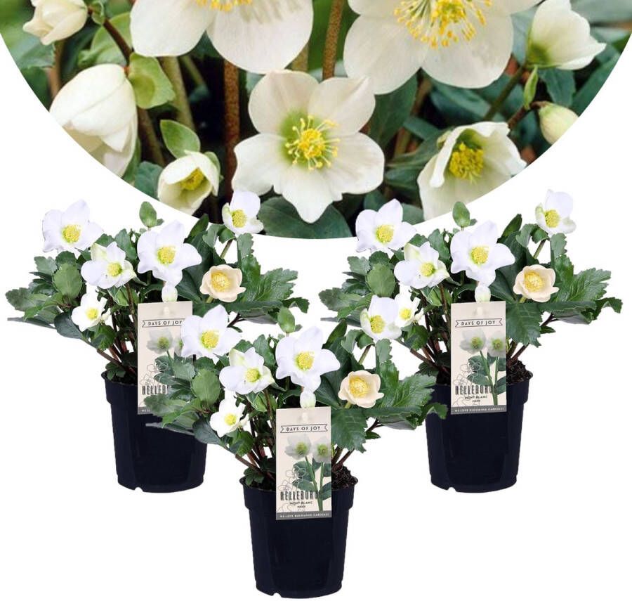 Plant In A Box Helleborus niger Mont Blanc set van 3 Kerstrozen winterhard tuinplanten Pot 12cm Hoogte 20-30cm