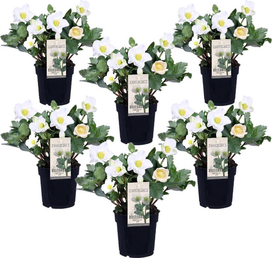 Plant In A Box Helleborus niger Mont Blanc set van 6 Kerstrozen winterhard tuinplanten Pot 12cm Hoogte 20-30cm