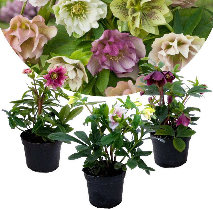 Plant In A Box Helleborus Orientalis Mix van 3 Oosterse Kerstroos Kleurrijke bloemen Lang bloeiende plant Pot 12cm Hoogte 20-30cm