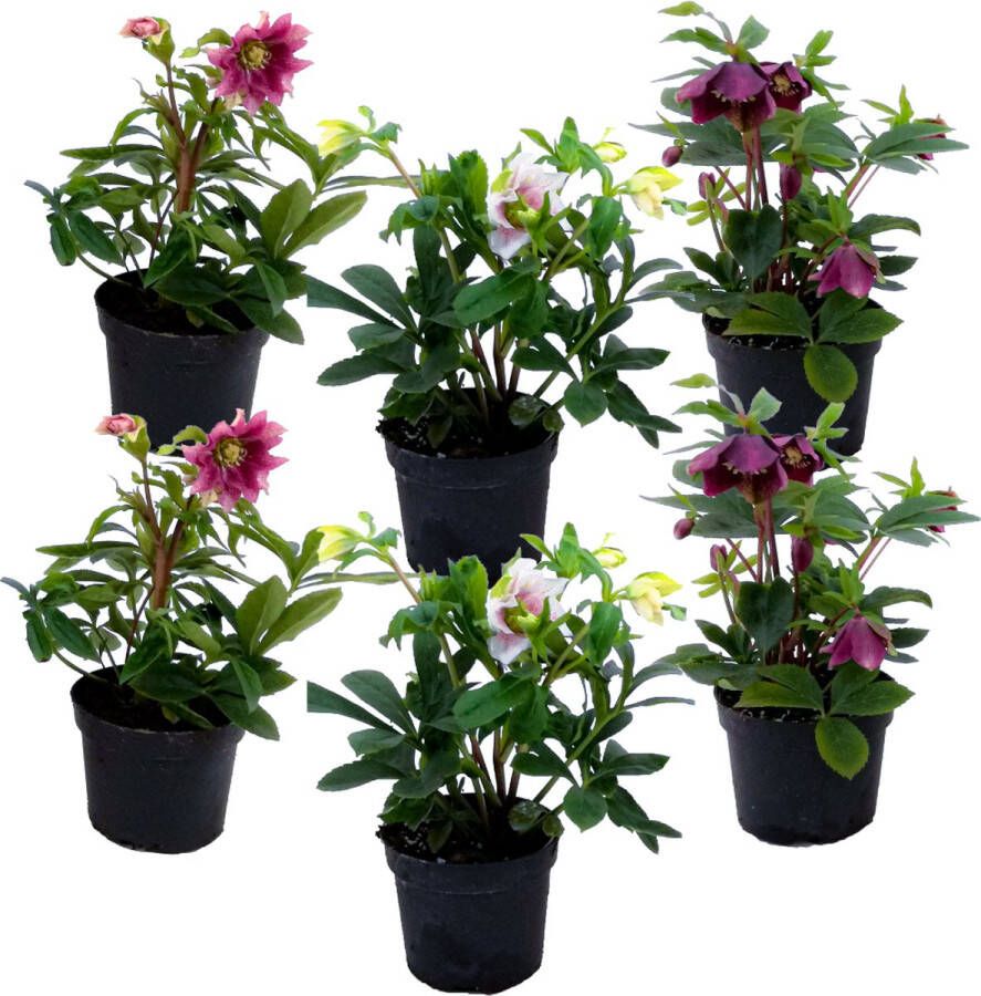 Plant In A Box Helleborus Orientalis Mix van 6 Kerstrozen winterhard Kleurrijke bloemen Tuinplanten Pot 12cm Hoogte 20-30cm