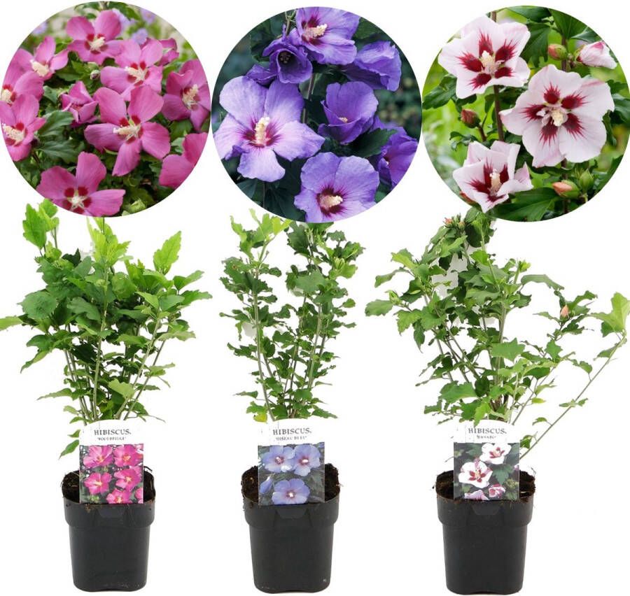 Plant In A Box Hibiscus Mix van 3 winterharde Hibiscus Pot ⌀17cm Hoogte ↕ 25-40cm 'Woodbridge' 'Hamabo' 'Oiseau Blue' Tuinplant Bladverliezend