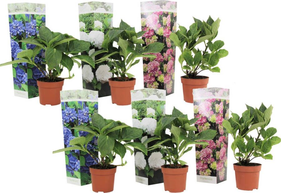 Plant In A Box Hortensia Mix van 6 Hortensia's Hydrangea macrophylla 'Early Blue' 'Early Pink' 'Wudu' Blikvanger voor in de tuin! Pot 10.5cm Hoogte 25-40cm