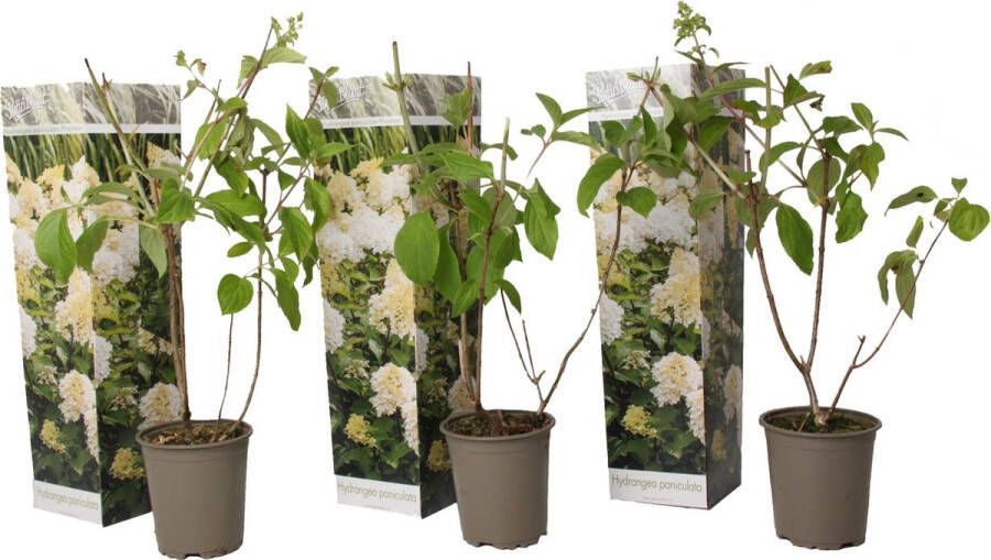 Plant In A Box Hortensia Paniculata 'Phantom' Pluimhortensia Hydrangea Wit groene bloem Set van 3 Winterharde hortensia Pot 9cm Hoogte 25-40cm