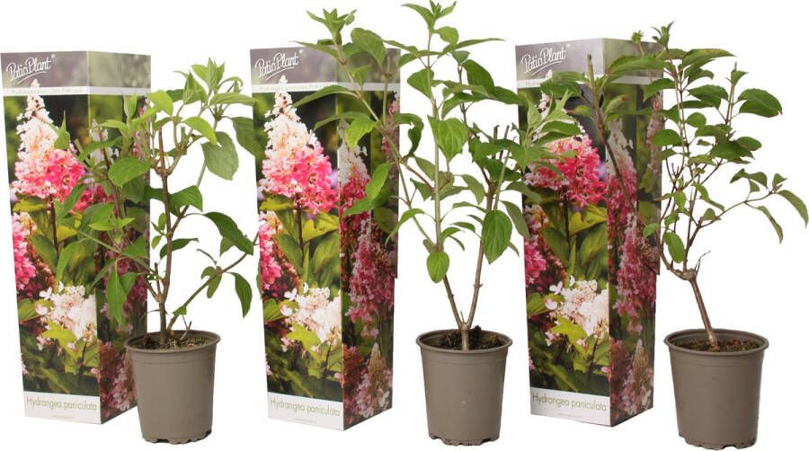 Plant In A Box Hortensia Paniculata 'Pink Lady' Pluimhortensia Hydrangea Wit roze bloem Set van 3 Winterharde hortensia Pot 9cm Hoogte 25-40cm