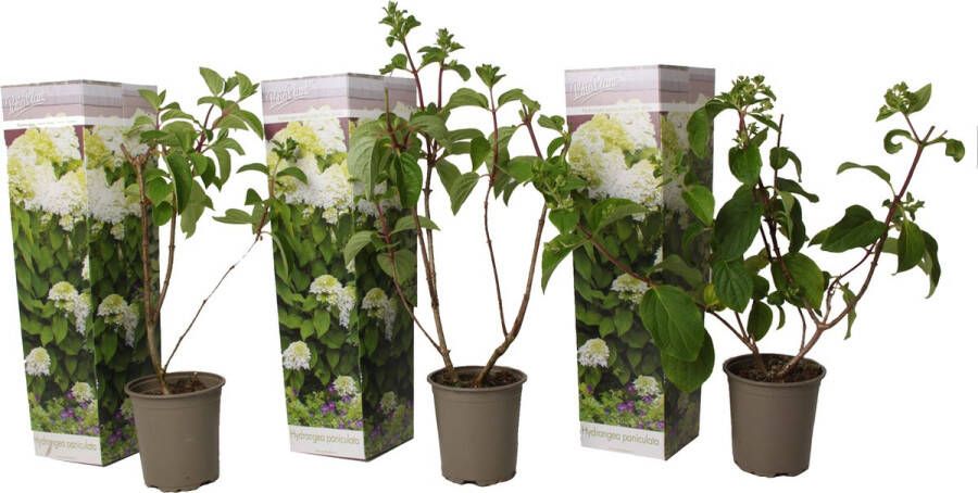 Plant In A Box Hortensia Paniculata 'Silver Dollar' Pluimhortensia Hydrangea Wit groene bloem Set van 3 Winterharde hortensia Pot 9cm Hoogte 25-40cm