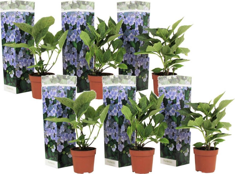 Plant in a Box Hortensia Teller Set Van 6 Blauw Tuinhortensia Pot 9cm Hoogte 25-40cm