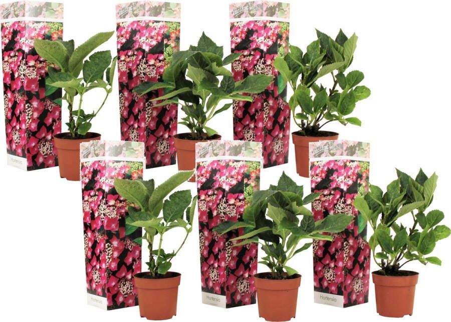 Plant in a Box Hortensia Teller Set Van 6 Roze Tuinhortensia Pot 9cm Hoogte 25-40cm