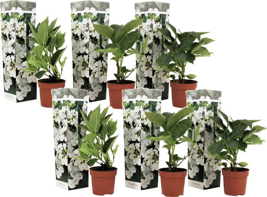 Plant in a Box Hortensia Teller Set Van 6 Wit Tuinhortensia Pot 9cm Hoogte 25-40cm