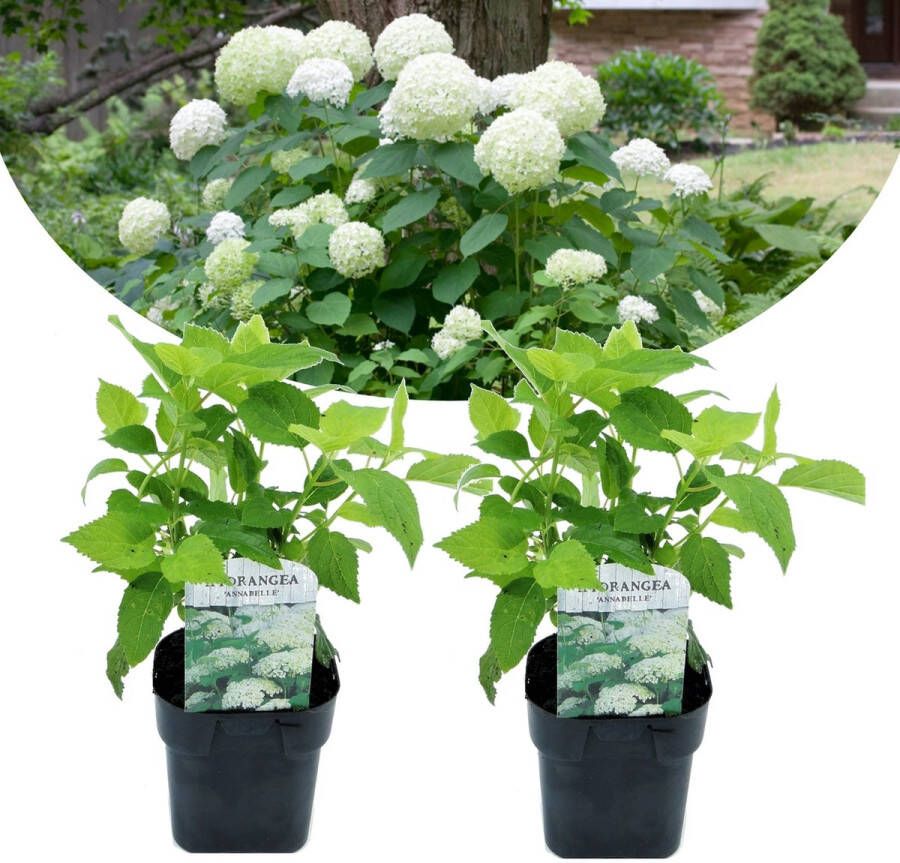 Plant In A Box Hydrangea 'Annabelle' Set van 2 Hortensia winterhart voor in de tuin Prachtige witte bloemen Pot ⌀17cm Hoogte 30-40cm