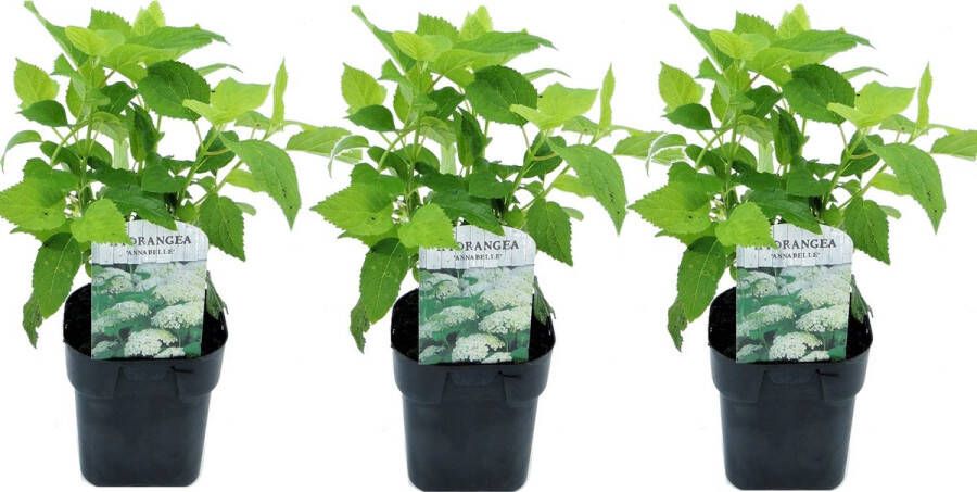Plant In A Box Hydrangea arborescens Annabelle Set van 3 Populaire tuinplant Pot 17cm Hoogte 30-40cm