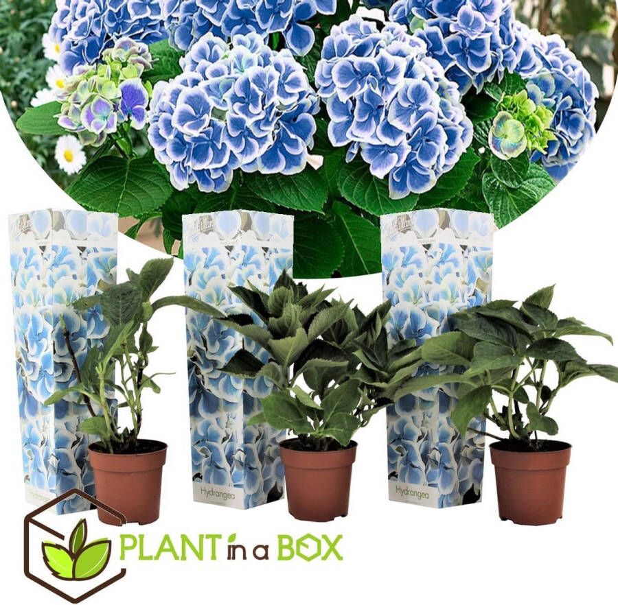 Plant In A Box Hydrangea bicolor 'Bavaria' Blue Set van 3 Tweekleurige hortensia Pot 9cm Hoogte 25-40cm