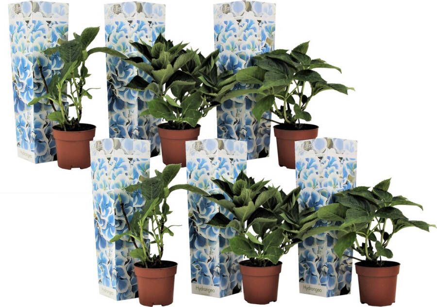 Plant In A Box Hydrangea bicolor 'Bavaria' Blue Set van 6 Tweekleurige hortensia Pot 9cm Hoogte 25-40cm