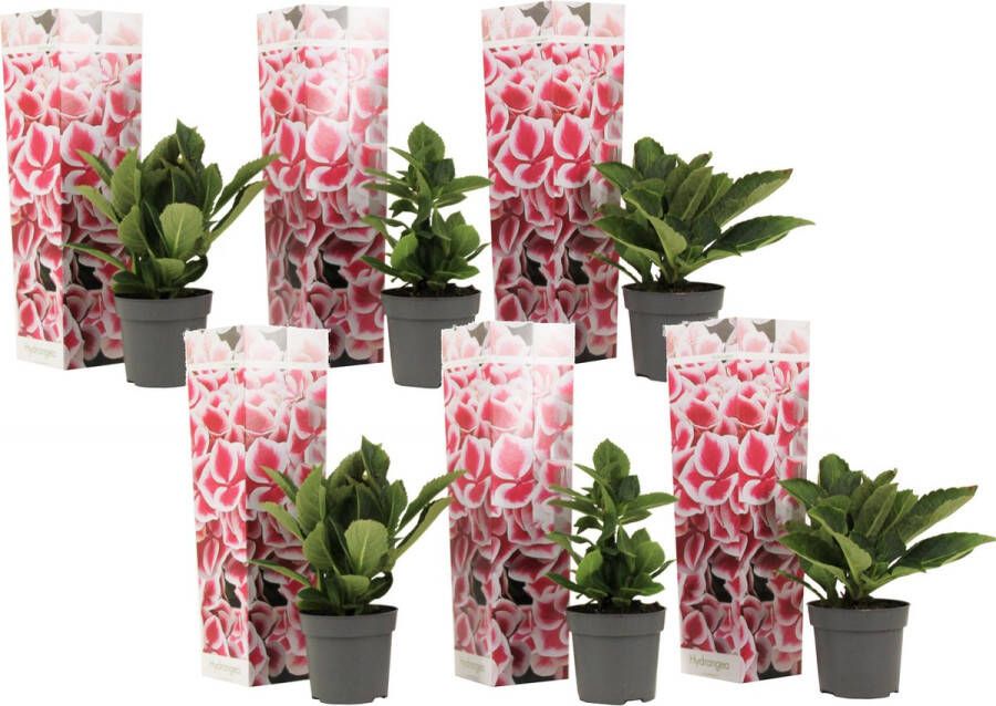 Plant In A Box Hydrangea bicolor 'Camilla' Roze Set van 6 Tweekleurige hortensia Pot 9cm Hoogte 25-40cm