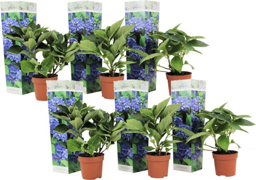 Plant In A Box Hydrangea macrophylla Blauw Set van 6 Hortensiaroos Pot 9cm Hoogte 25-40cm