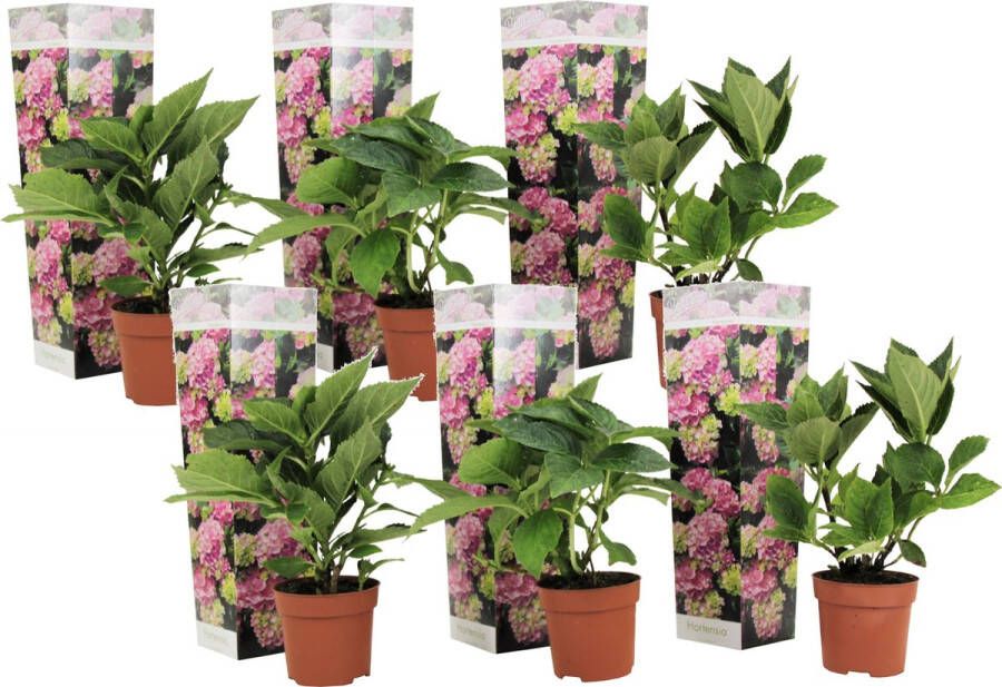 Plant In A Box Hydrangea macrophylla Roze Set van 6 Hortensiaroos Pot 9cm Hoogte 25-40cm