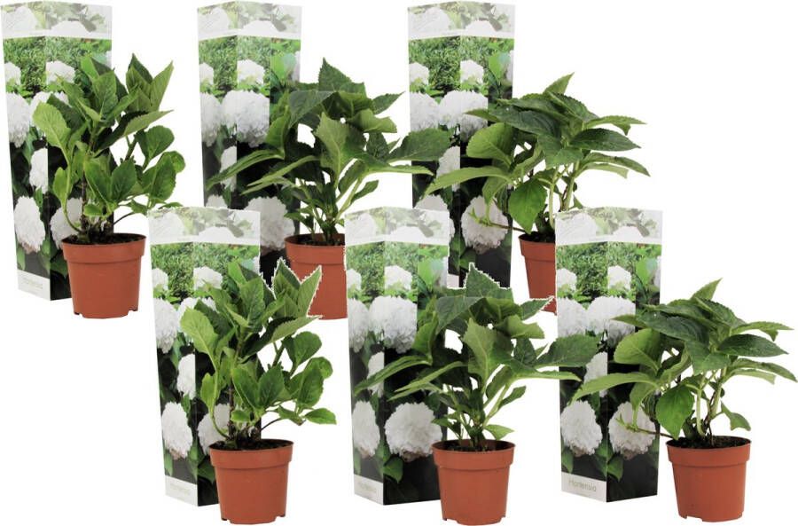 Plant In A Box Hydrangea macrophylla Wit Set van 6 Hortensiaroos Pot 9cm Hoogte 25-40cm