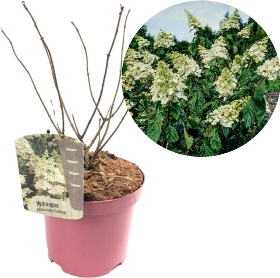 Plant In A Box Hydrangea paniculata 'Confetti' Hortensia Pluimhortensia Pluimvormige bloemen Pot 19cm Hoogte 25-40cm