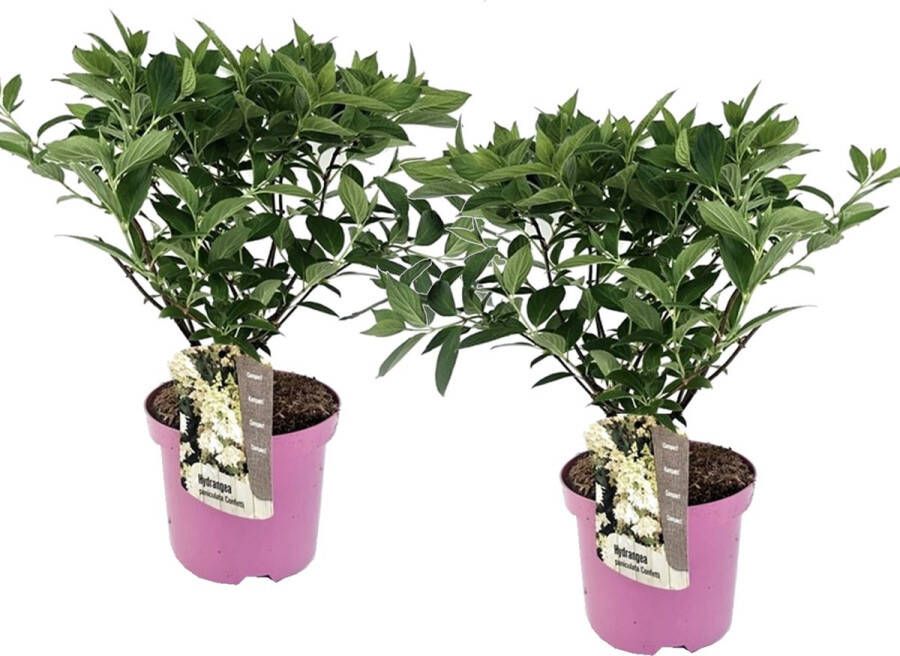 Plant In A Box Hydrangea paniculata 'Confetti' Set va 2 Hortensia Pluimhortensia Pluimvormige bloemen Pot 19cm Hoogte 25-40cm