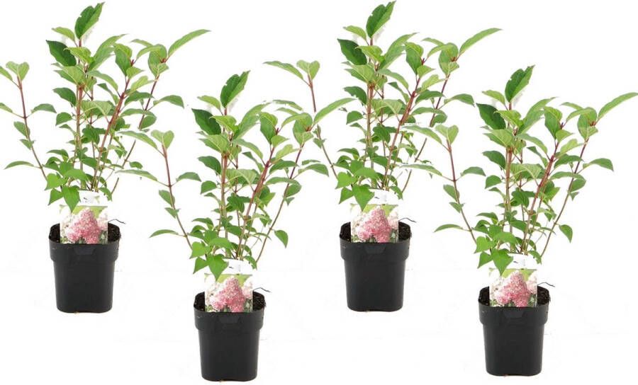 Plant In A Box Hydrangea paniculata Diamond Set van 4 Pot 17cm Hoogte 30-40cm