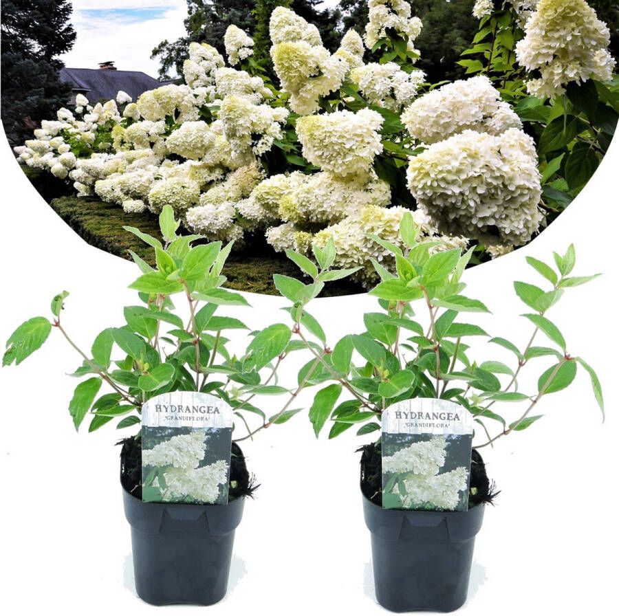 Plant In A Box Hydrangea 'Grandiflora' Set van 2 Pluimhortensia Wit Winterharde Hortensia voor in de tuin Pot ⌀17cm Hoogte 30-40cm