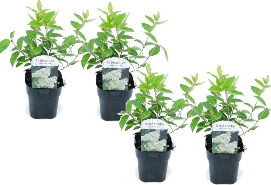 Plant In A Box Hydrangea paniculata 'Grandiflora' Set van 4 Pluimhortensia pot 17cm Hoogte 30-40cm winterhard tuinplant