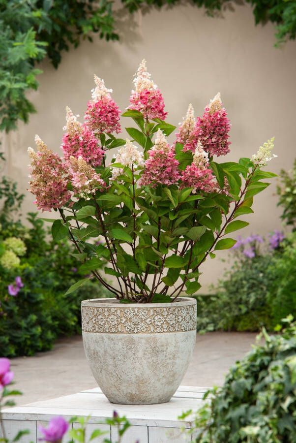 Plant In A Box Hydrangea paniculata 'Pinky Winky' Set van 2 Roze pluimhortensia winterhard Pot 19cm Hoogte 25-40cm