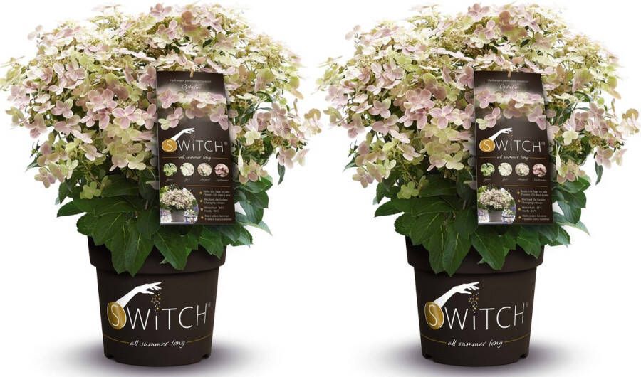 Plant in a Box Hydrangea Paniculata (s)witch Ophelia Set De 2 Pot 19cm Hoogte 30-40cm