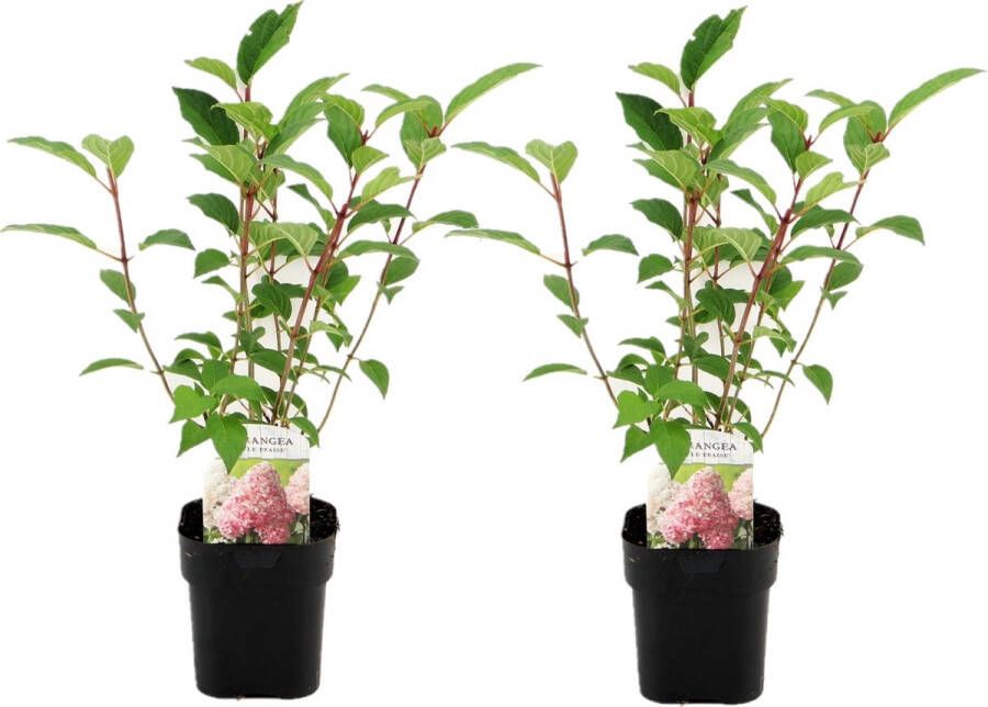 Plant In A Box Hydrangea paniculata Vanille-Fraise Set van 2 Tuinhortensia winterhard Pot 17cm Hoogte 25-40cm