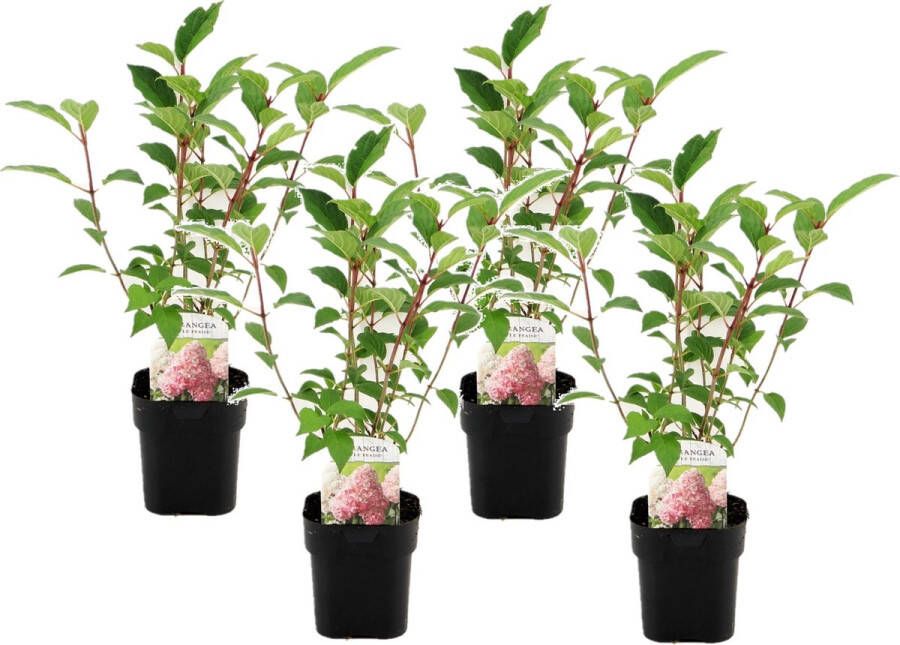 Plant In A Box Hydrangea paniculata Vanille-Fraise Set van 4 Tuinhortensia winterhard Pot 17cm Hoogte 25-40cm