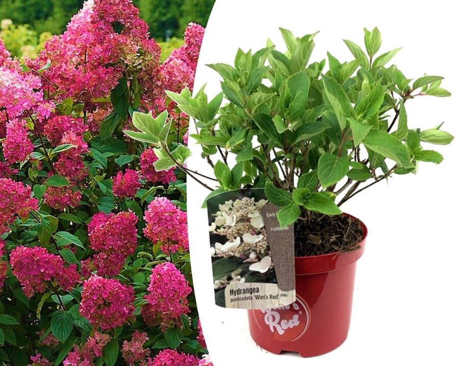 Plant In A Box Hydrangea paniculata Wim's Red Hortensia Winterhard Heester Tuinplant Pot 19cm Hoogte 25-40cm