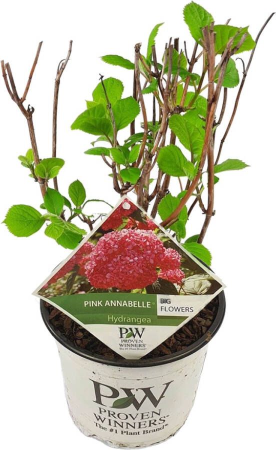 Plant In A Box Hydrangea 'Pink Annabelle' Hortensia Tuinplant Roze Potmaat 19 cm Hoogte 40-50 cm