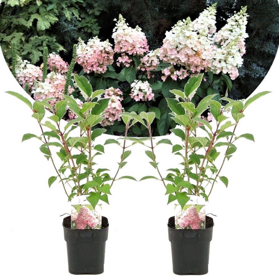 Plant In A Box Hydrangea 'Pink Diamond' Set van 2 Winterharde hortensia Sierheester Pot ⌀17cm Hoogte 30-40cm